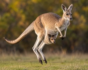 NHỮNG ĐIỀU CHƯA BIẾT VỀ AUSTRALIA
