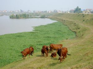 ĐÊ LÀNG LỘNG GIÓ QUÊ HƯƠNG
